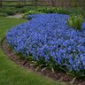Scilla Bulb Siberica Spring Beauty Siberian Squill