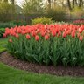 Tulipa Bulb Single Late Temple of Beauty Tulip