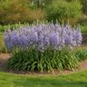 Camassia Bulb Leichtlinii Caerulea Camas