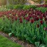 Tulipa Bulb Fringed Burgundy Lace Tulip