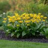 Erythronium Bulb Californicum Pagoda Trout Lily