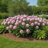 Paeonia Bulb Lactiflora Monsieur Jules Elie Peony