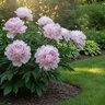 Paeonia Bulb Lactiflora Shirley Temple Peony 2/3 Eye