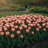 Tulipa Bulb Darwin Hybrid Marit Tulip