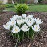 Crocus Bulb Vernus Joan of Arc Large Flowering Crocus