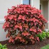 Acalypha Wilkesiana Louisiana Red Copperleaf