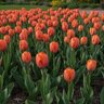 Tulipa Bulb Darwin Hybrid Triple A Tulip