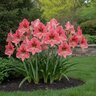 Hippeastrum Bulb Dutch Pink Surprise Amaryllis
