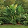 Alocasia Bulb Upright Odora Elephant Ears