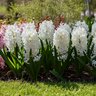 Hyacinthus Bulb Orientalis Carnegie Hyacinth