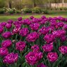 Tulipa Bulb Double Late Blue Diamond Tulip