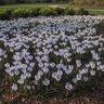 Crocus Bulb Chrysanthus Blue Pearl Small Flowering Crocus