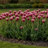 Tulipa Bulb Triumph Synaeda Blue Tulip