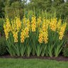 Gladiolus Bulb Jester Sword Lily 12/14