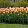 Tulipa Bulb Darwin Hybrid Blushing Impression Tulip