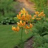 Lilium Bulb Martagon Sunny Morning Lily