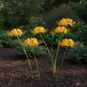 Lycoris Bulb Aurea Yellow Spider Lily