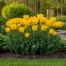 Tulipa Bulb Fringed Hamilton Tulip