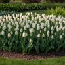 Tulipa Bulb Darwin Hybrid Ivory Floradale Tulip