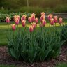 Tulipa Bulb Lily Flowered Mariette Tulip