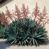 Beschorneria Yuccoides Mexican Lily