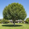 Ulmus Parviflora Sempervirens Chiniese Elm