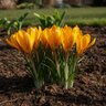 Crocus Bulb Species Orange Monarch Crocus