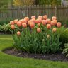 Tulipa Bulb Single Late Renown Tulip