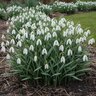 Galanthus Bulb Nivalis Common Snowdrops