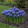 Iris Bulb Reticulata Harmony Dwarf Iris