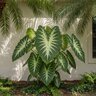Colocasia Esculenta White Lava Elephant Ear