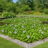 Eichhornia Bare Root Aquatic Crassipes Water Hyacinth