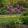Allium Bulb Scorodoprasum Purple Caila Ornamental Onion