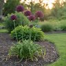 Allium Bulb Atropurpureum and Nigrum Mixture Ornamental Onion
