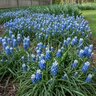 Muscari Bulb Aucheri Mount Hood Grape Hyacinth