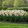 Narcissus Bulb Large Cup Salome Daffodil