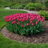 Tulipa Bulb Darwin Hybrid Niigata Tulip