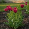 Tulipa Bulb Lily Flowering Merlot Tulip