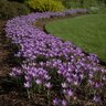 Crocus Bulb Species Tommasinianus Barr's Purple Crocus