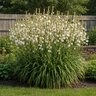Polianthus Bulb Tuberosa The Pearl Double Tuberose 7/9