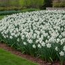 Narcissus Bulb Trumpet Mount Hood Daffodil