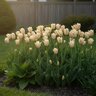Tulipa Bulb Lily Flowered Elegant Lady Tulip