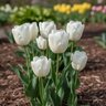 Tulipa Bulb Pim Fortuyn Tulip