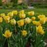 Tulipa Bulb Parrot Yellow Sun Parrot Tulip
