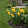 Narcissus Bulb Miniature Jetfire Rockgarden Daffodil