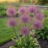 Allium Bulb Tall Schubertii Ornamental Onion