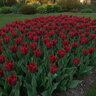 Tulipa Bulb Lily Flowered Pretty Woman Tulip
