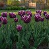 Tulipa Bulb Fringed Purple Crystal Tulip