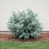 Fothergilla Gardenii Blue Hawaii Fothergilla