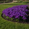 Crocus Bulb Vernus Flower Record Large Flowering Crocus